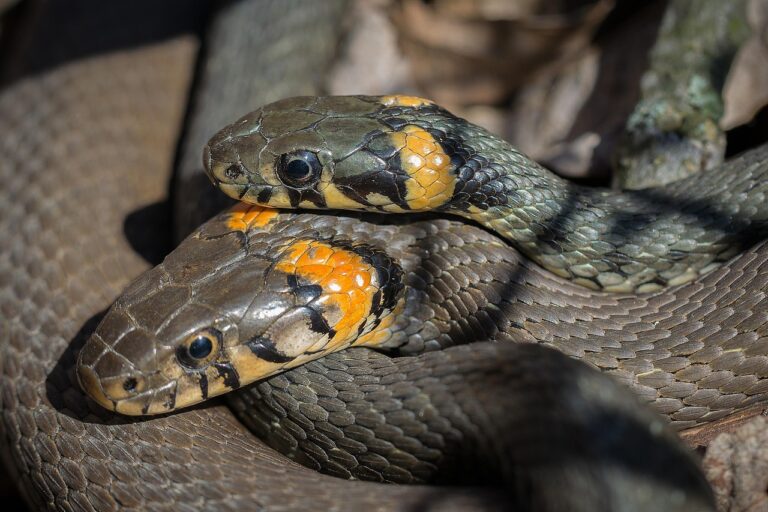 Imagen de serpiente de playa